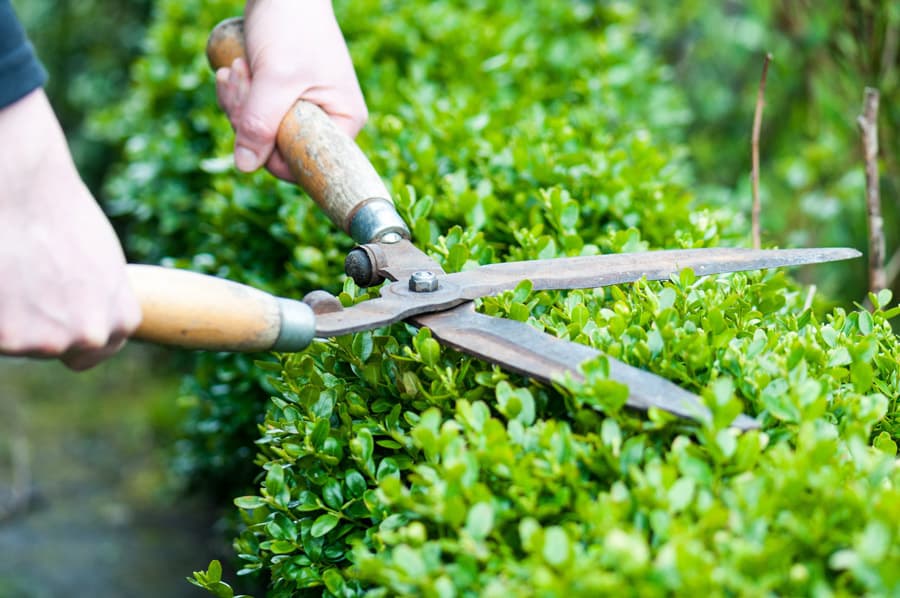 Cuidado esencial para su jardín en Viveiro