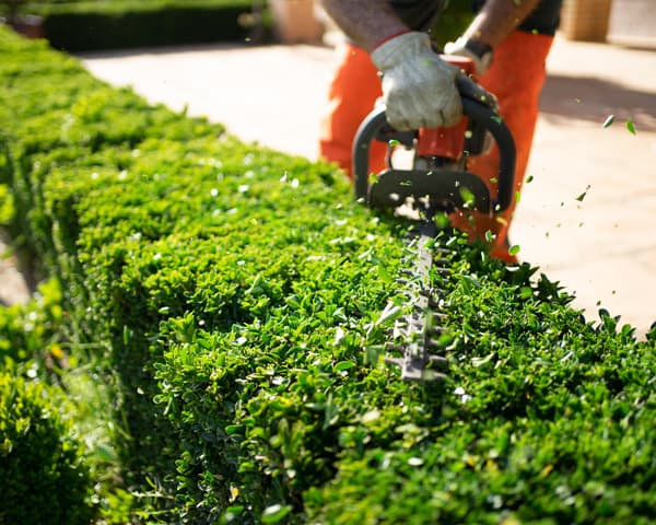 Servicios de jardinería y mantenimiento básico en Viveiro